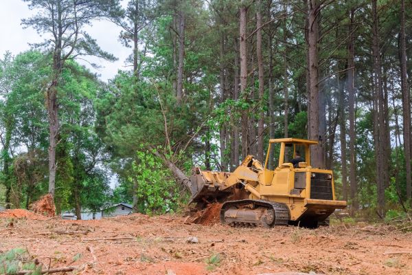 Cost of Trees Clearing in Tyler