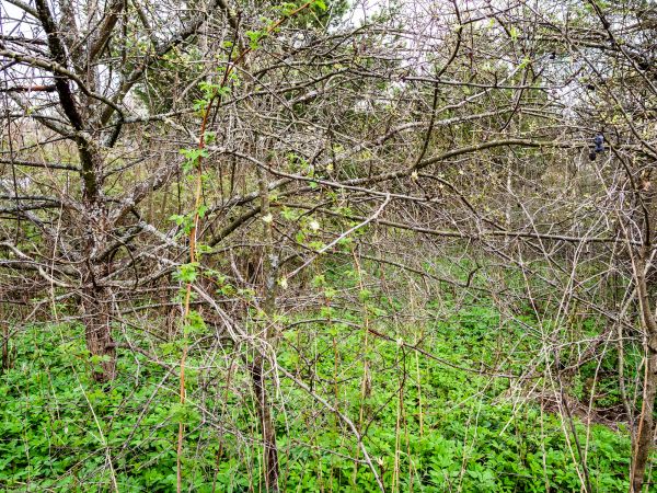Cost of Underbrush Clearing in Tyler