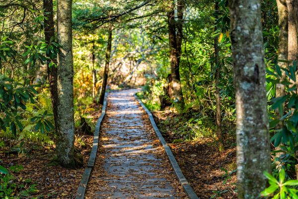 Cost of Trail Clearing in Tyler